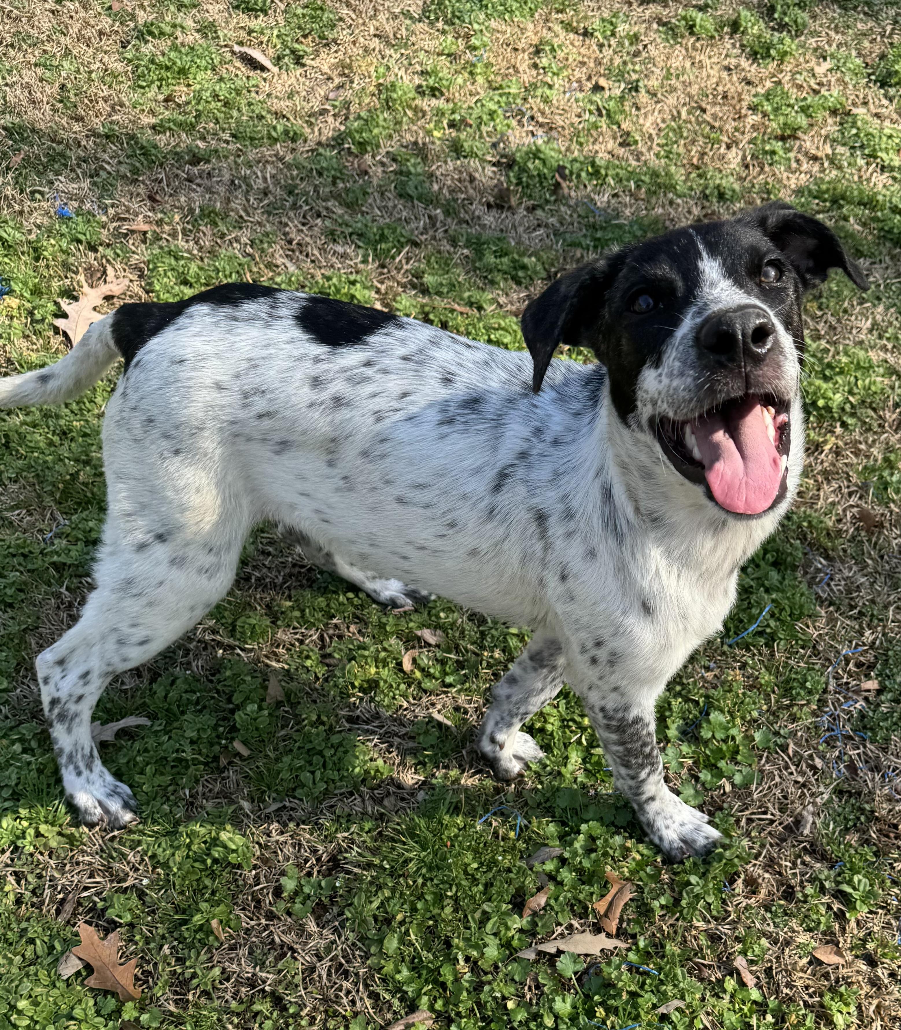 Oreo, a Adopted mixed breed in Monroeville , PA image 3/6