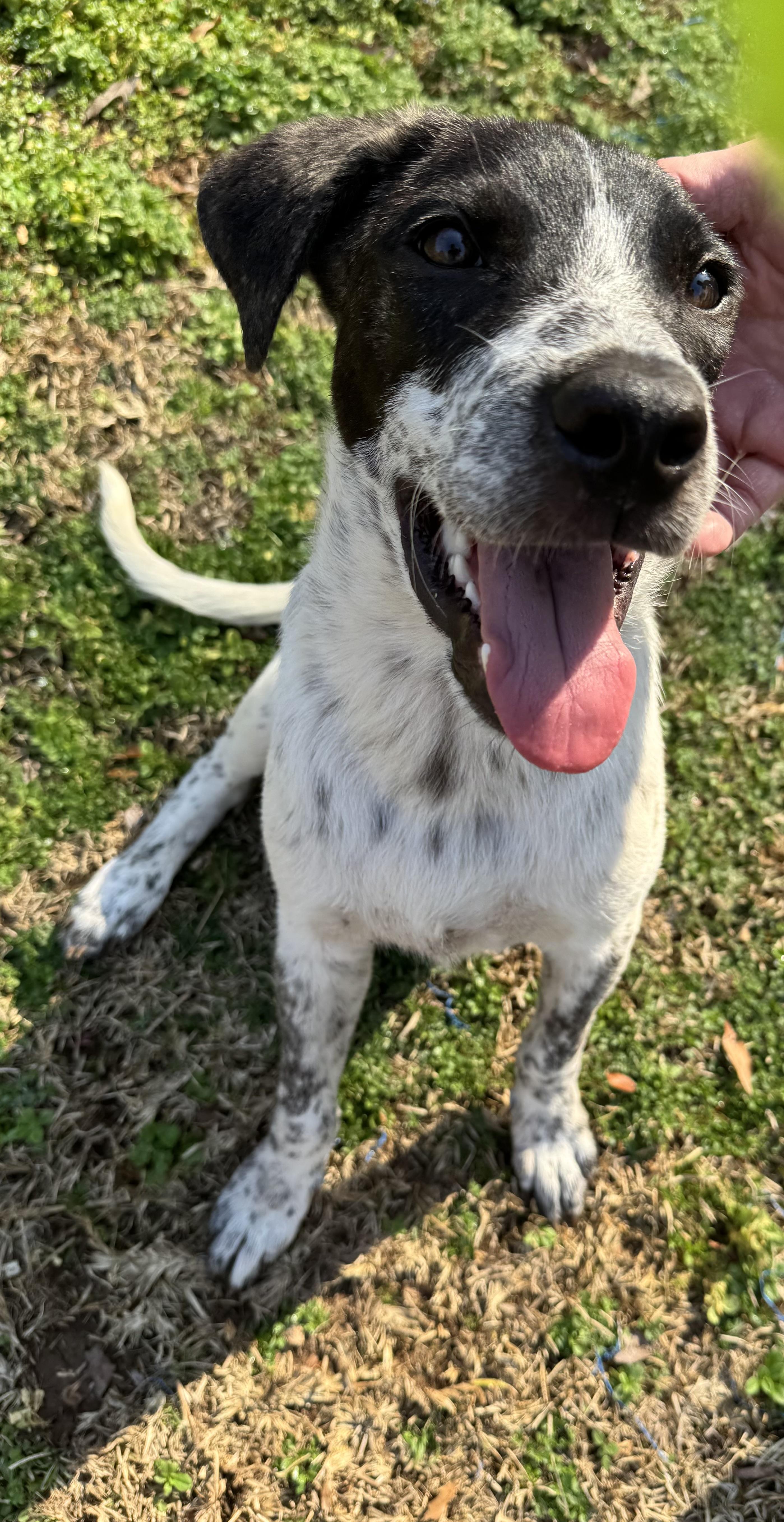 Oreo, a Adopted mixed breed in Monroeville , PA image 5/6