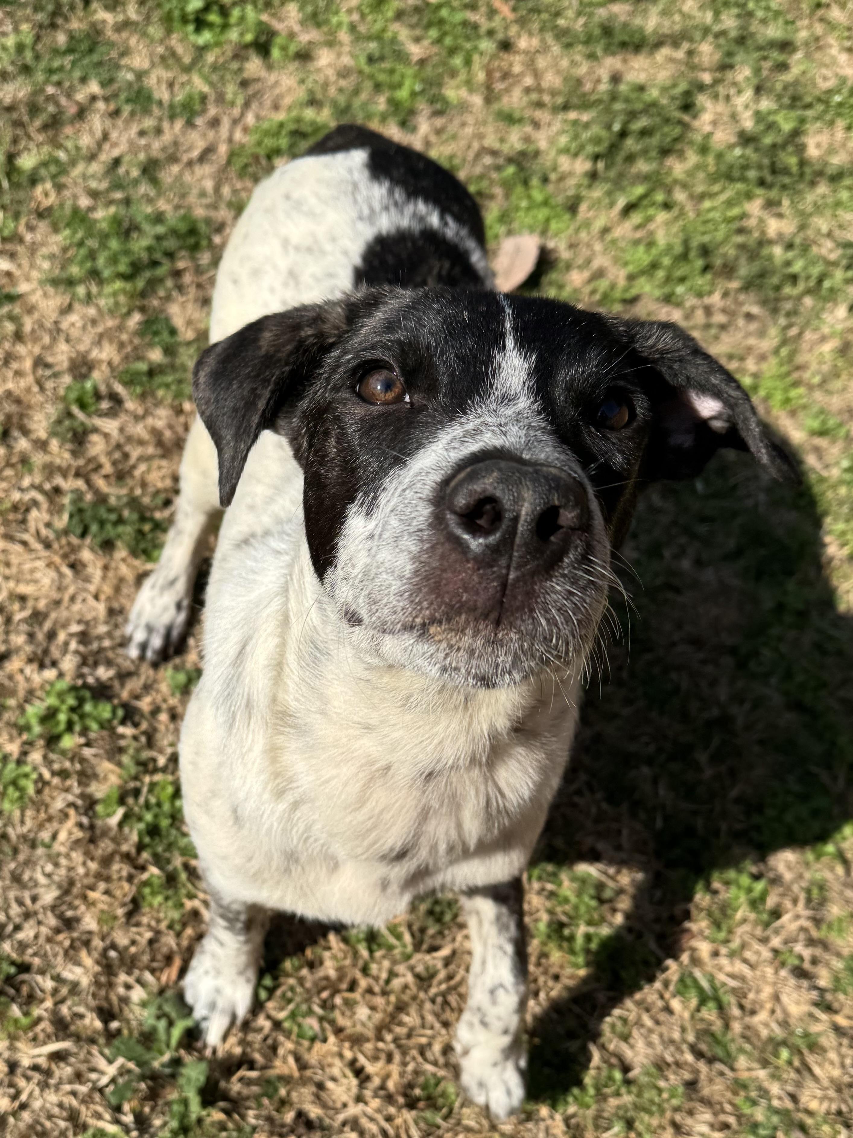 Oreo, a Adopted mixed breed in Monroeville , PA image 2/6