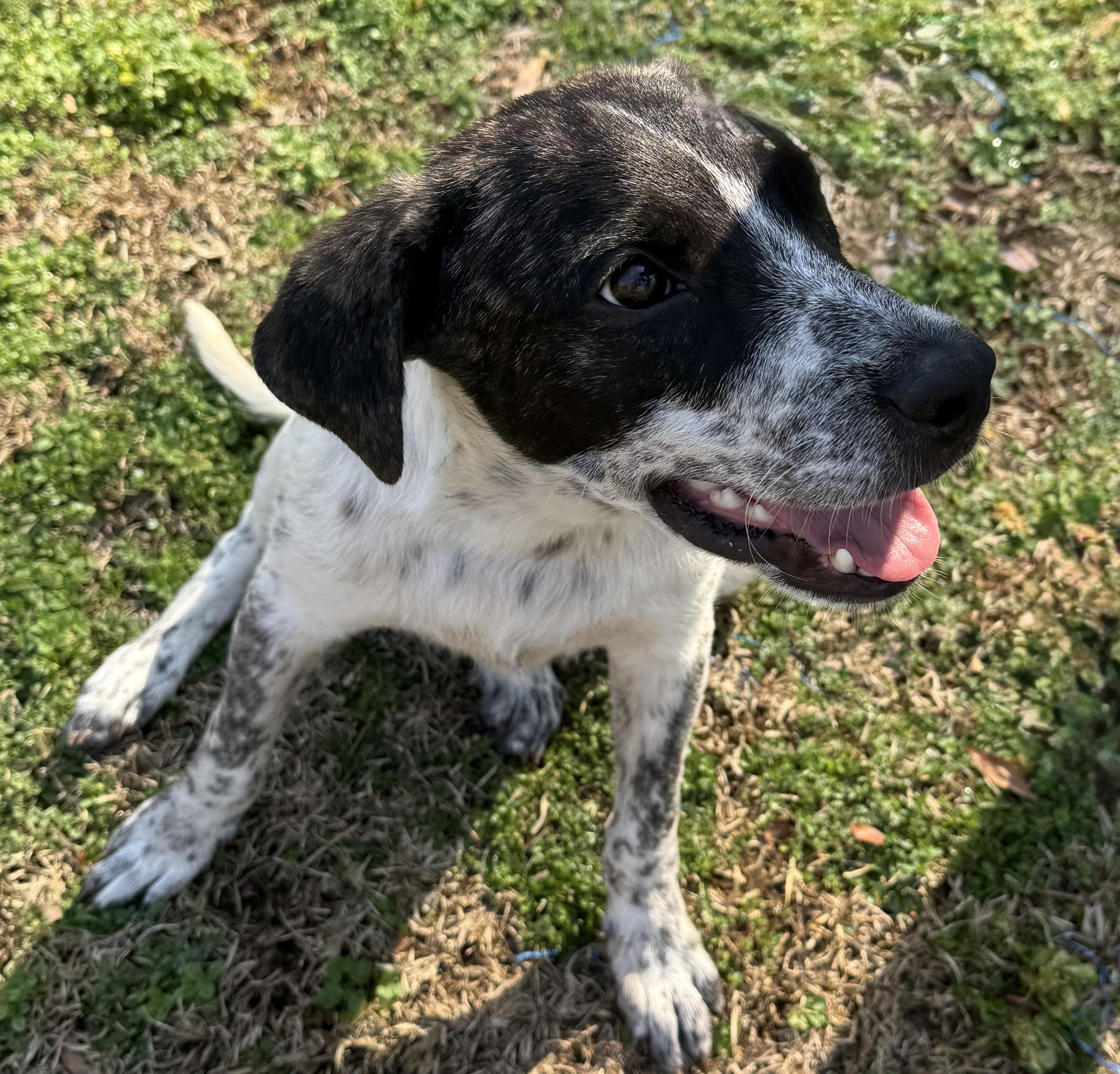 Oreo, a Adopted mixed breed in Monroeville , PA image 1/6