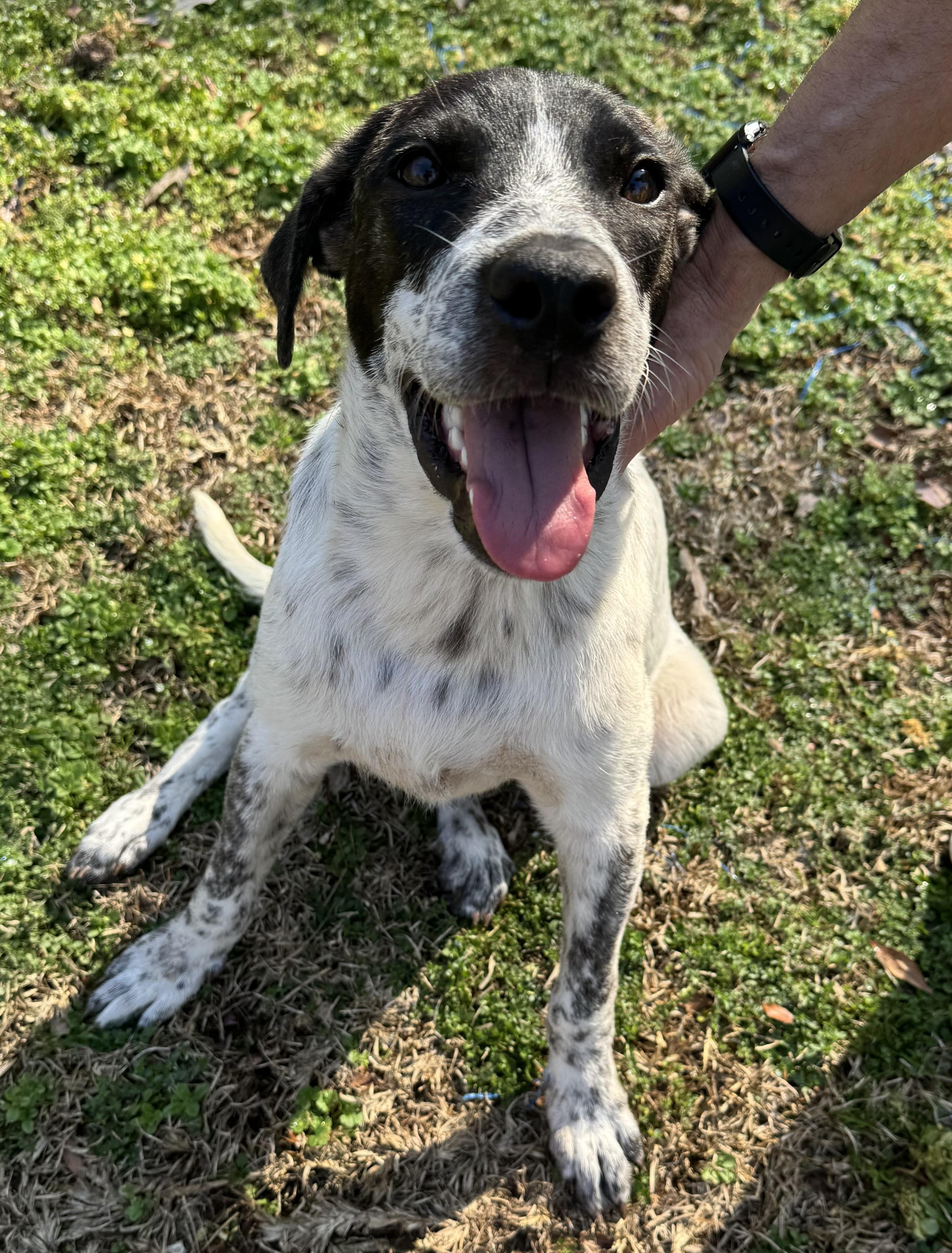 Oreo, a Adopted mixed breed in Monroeville , PA image 6/6