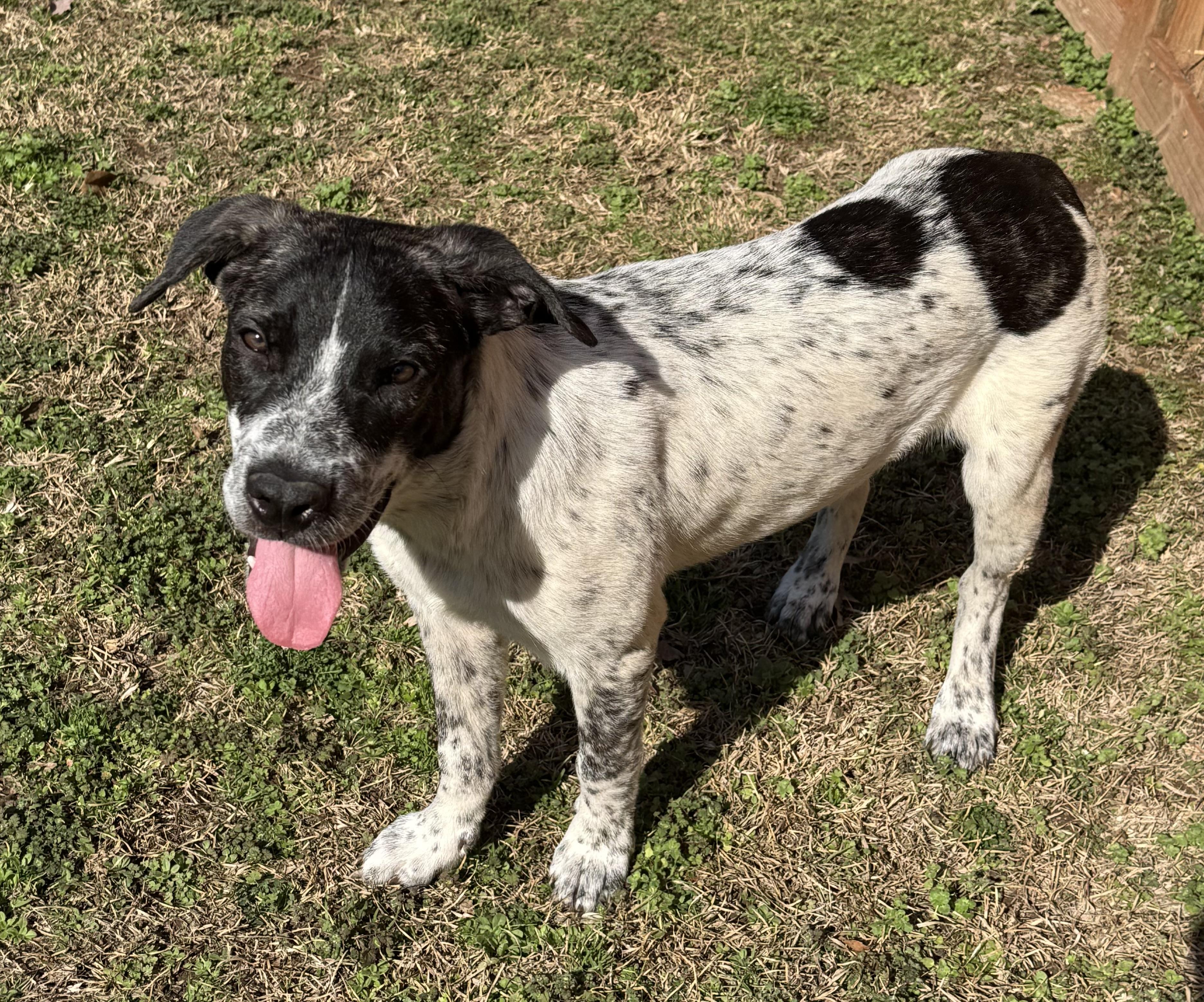 Oreo, a Adopted mixed breed in Monroeville , PA image 4/6