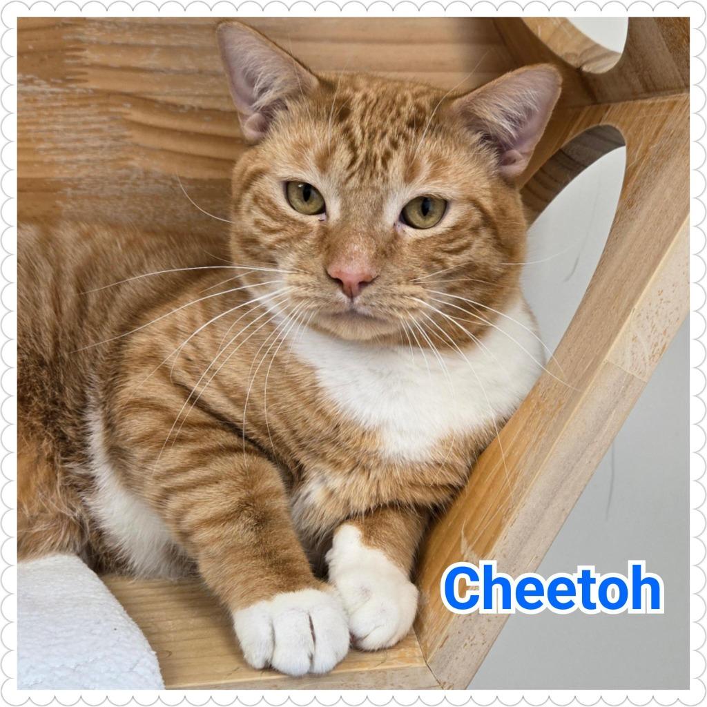 Cheetoh, a Adoptable mixed breed in North Saint Paul, MN image 2/6