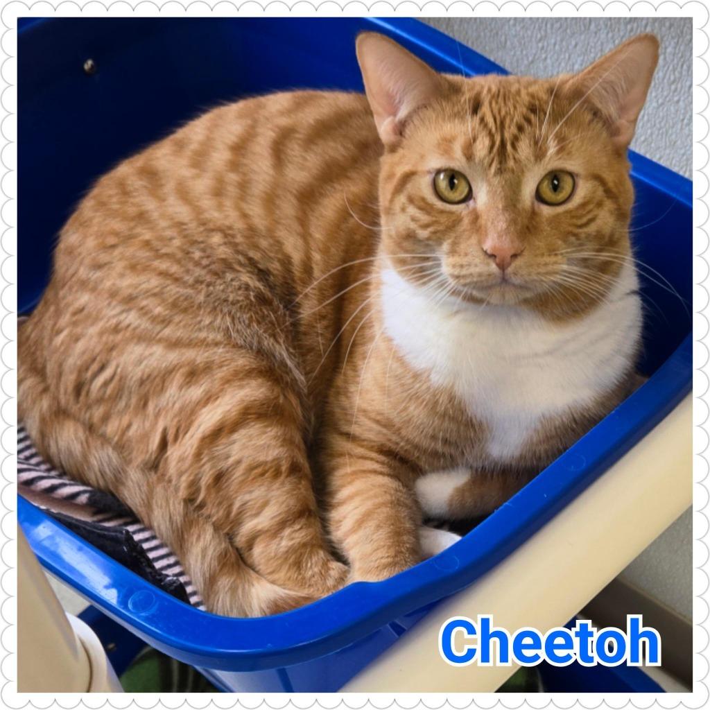 Enlarge Cheetoh, a Adoptable mixed breed in North Saint Paul, MN image 2/6