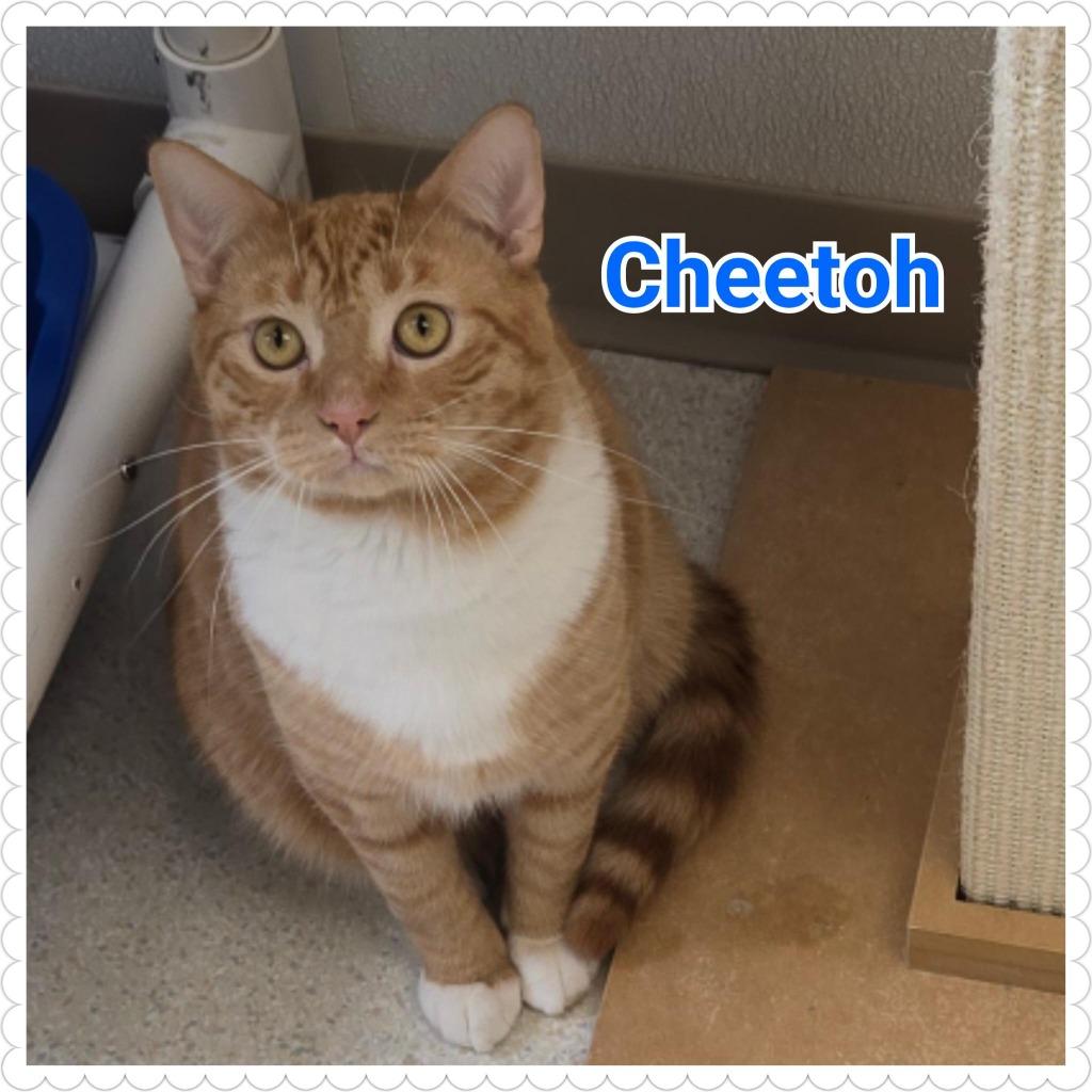 Enlarge Cheetoh, a Adoptable mixed breed in North Saint Paul, MN image 4/6