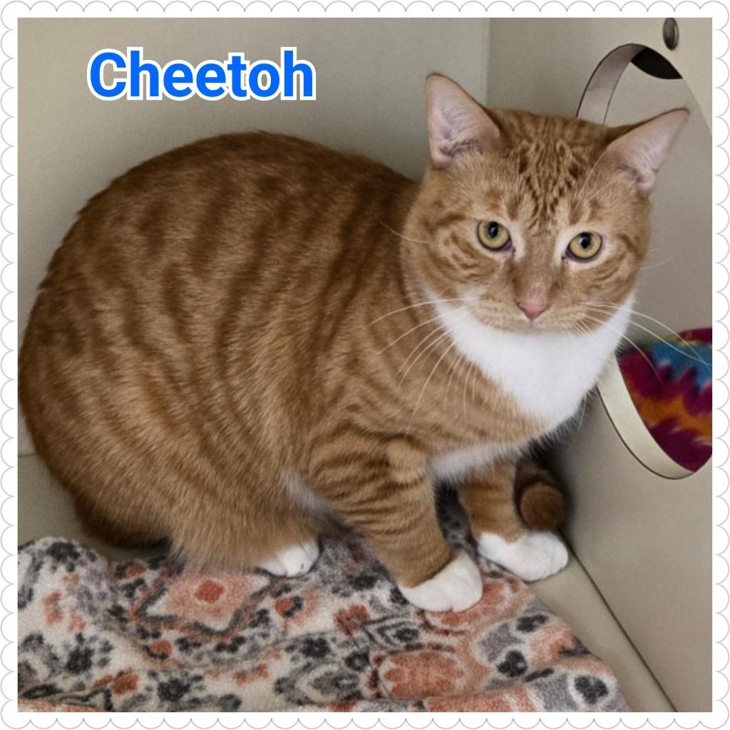 Enlarge Cheetoh, a Adoptable mixed breed in North Saint Paul, MN image 5/6