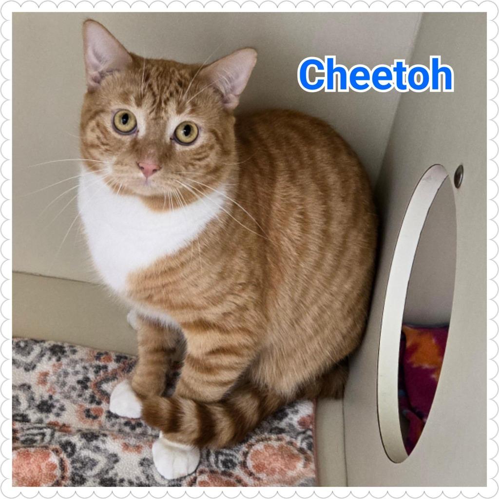 Enlarge Cheetoh, a Adoptable mixed breed in North Saint Paul, MN image 3/6