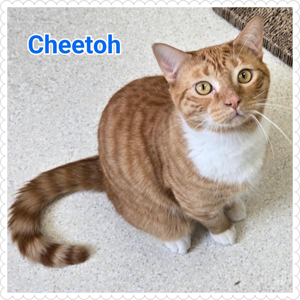 Enlarge Cheetoh, a Adoptable mixed breed in North Saint Paul, MN image 1/6