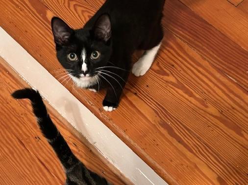 Uhura, Adoptable, Kitten Female Domestic Short Hair.