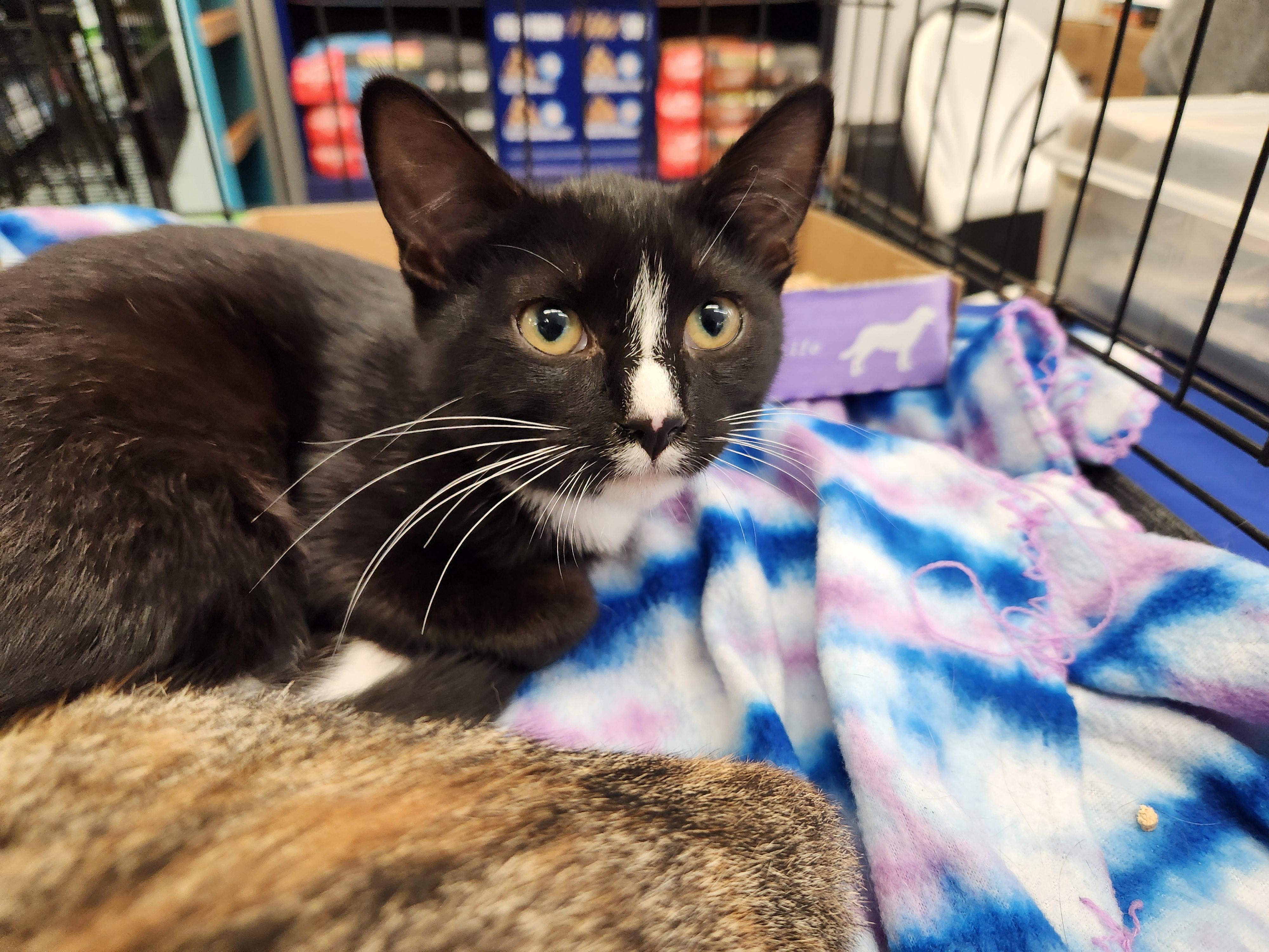 Enlarge Uhura, a Adoptable Domestic Short Hair in Great Mills, MD image 2/2