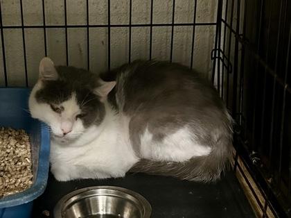 Pepino — thumbnail 2