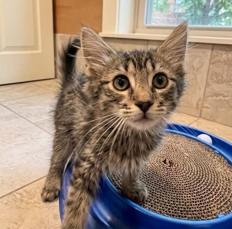 Pamela 1161, Adopted, Kitten Female Maine Coon.