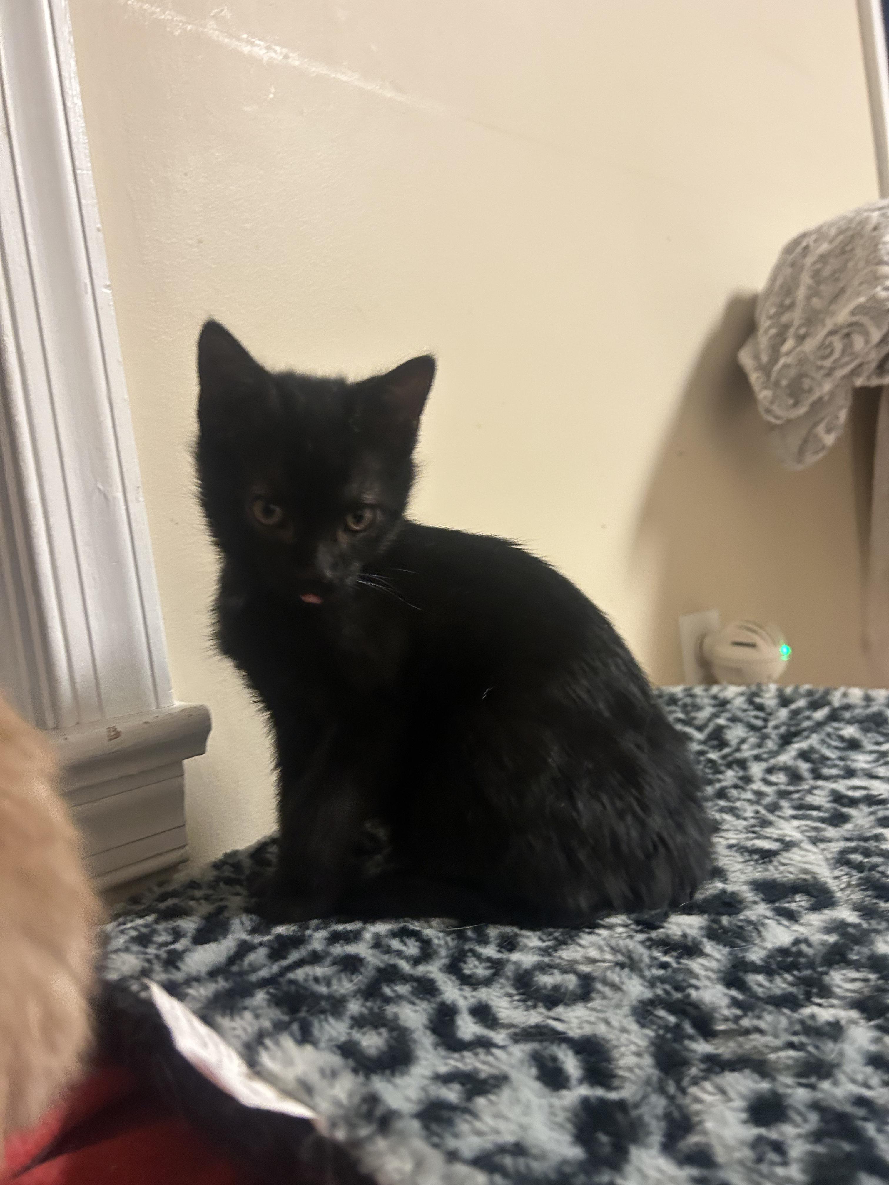 Shadow, an adopted Domestic Short Hair in Allentown, PA image 2/4