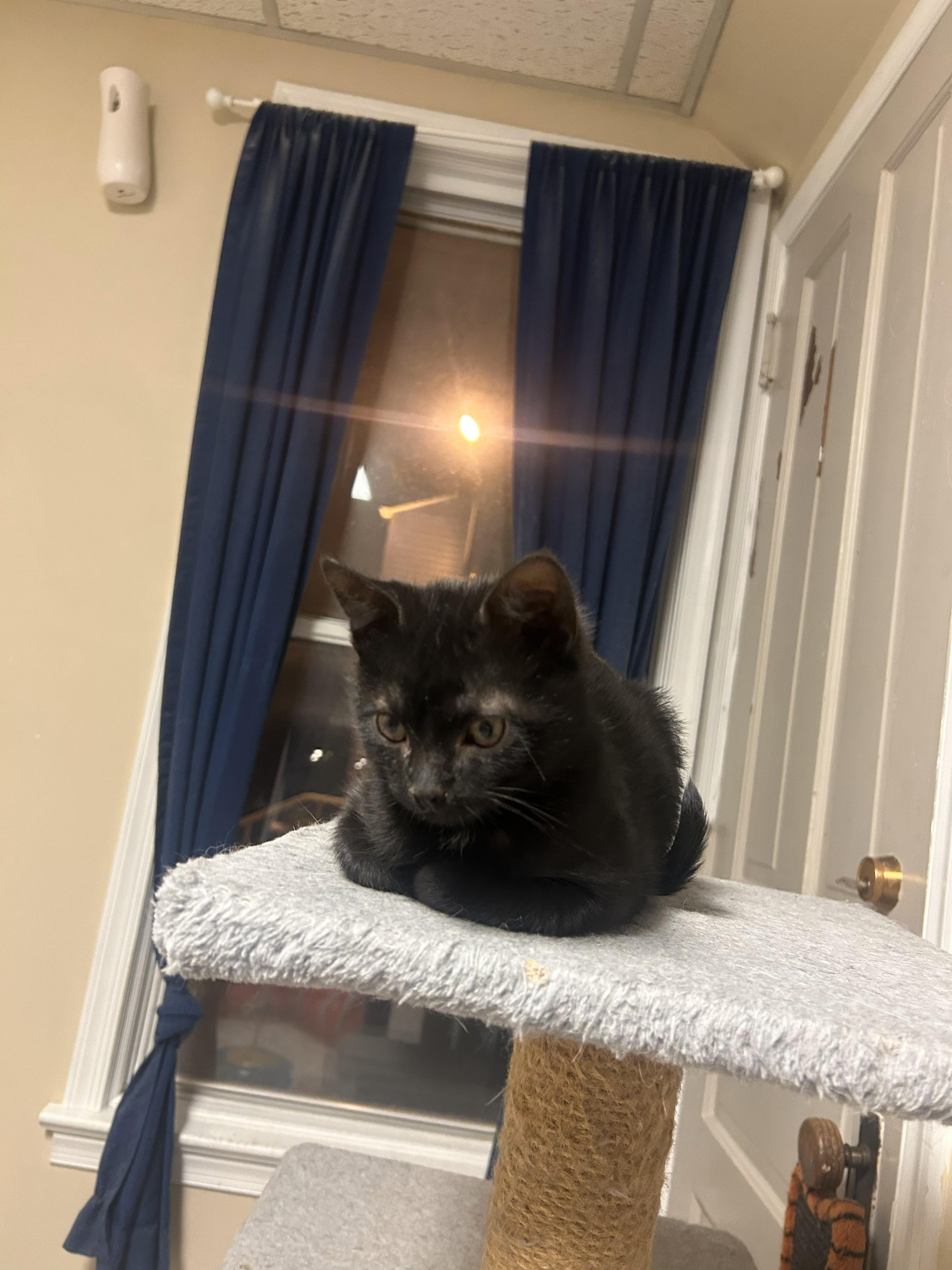 Shadow, an adopted Domestic Short Hair in Allentown, PA image 3/4