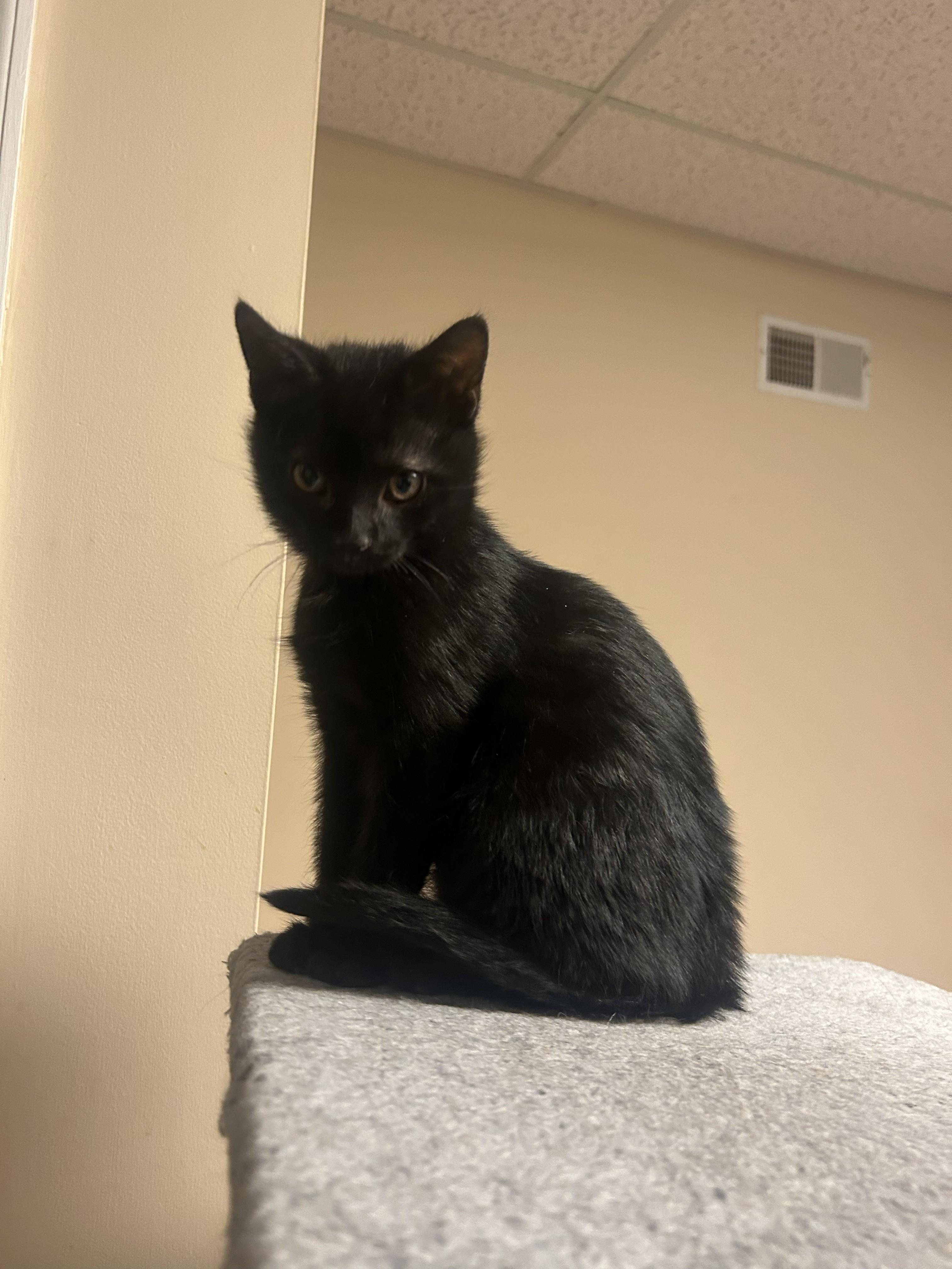 Shadow, an adopted Domestic Short Hair in Allentown, PA image 1/4