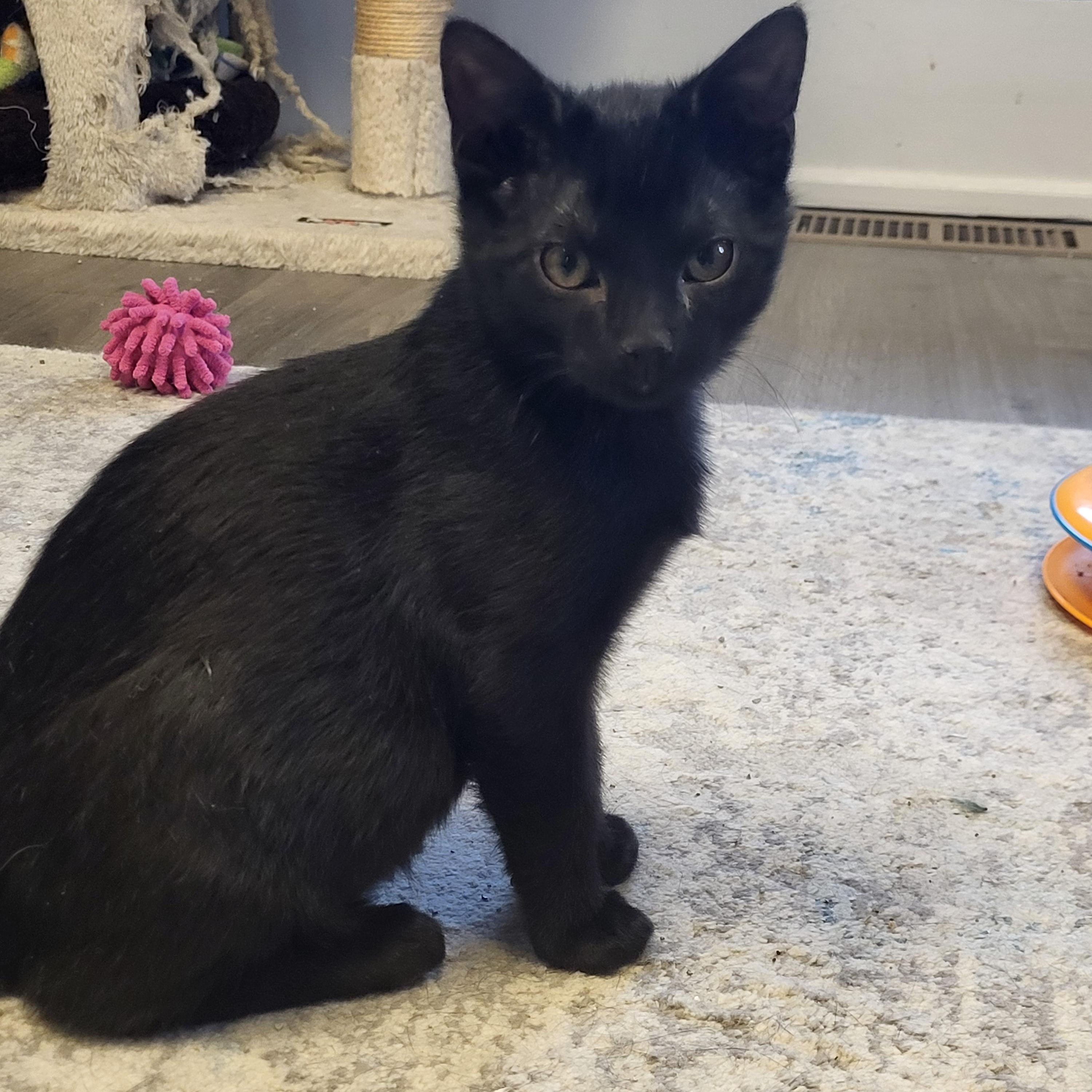 Shadow, an adopted Domestic Short Hair in Allentown, PA image 4/4