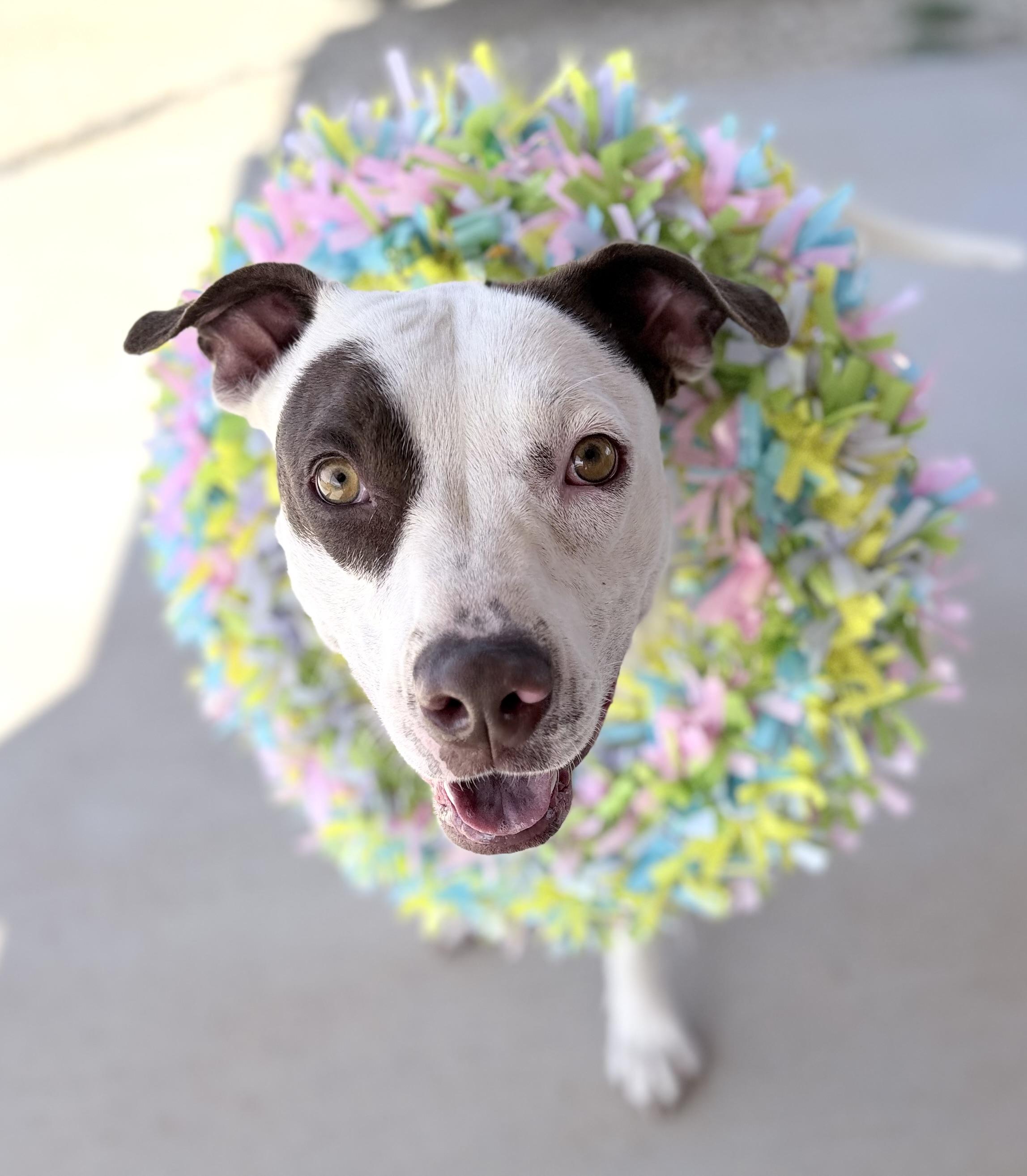 Nellie, Adoptable, Young Female Pit Bull Terrier.