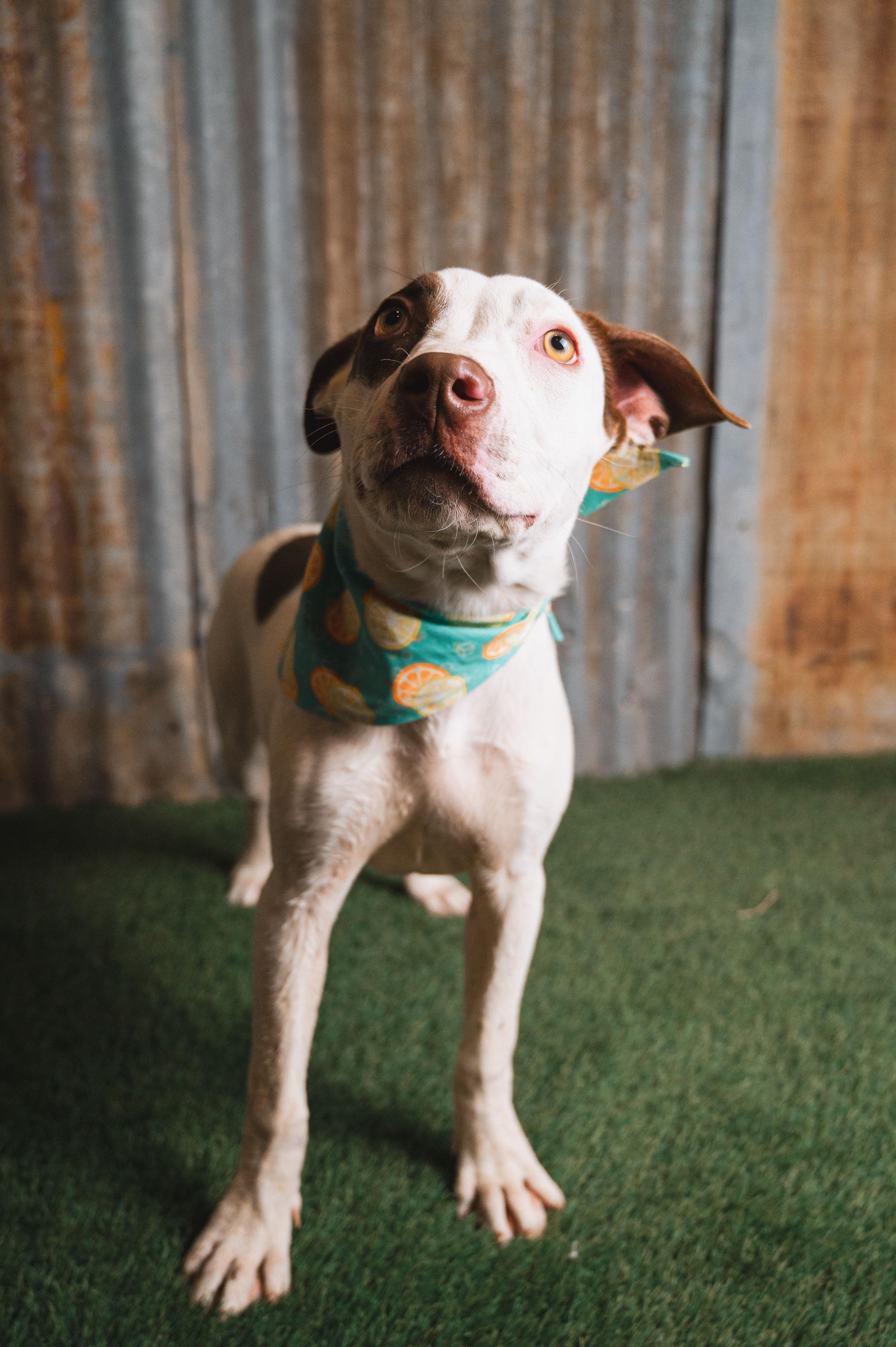 Nellie, Adoptable, Young Female Pit Bull Terrier.