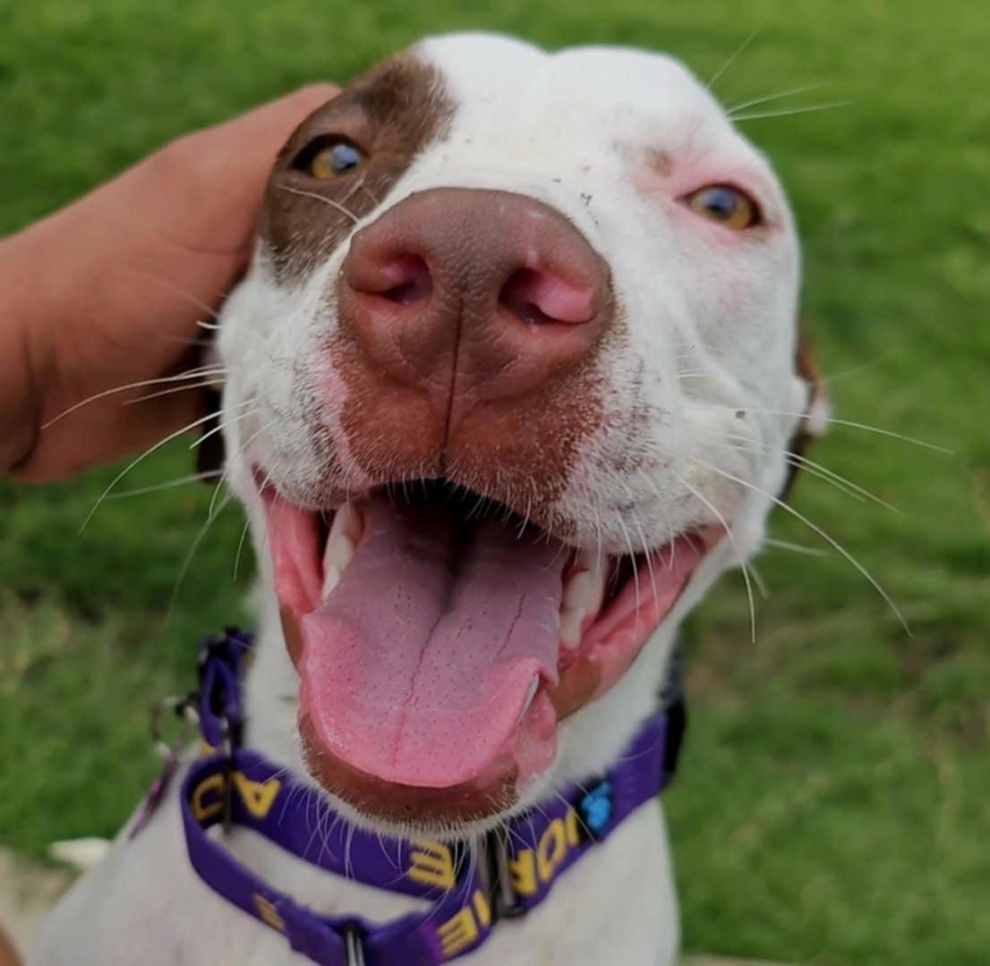 Enlarge Nellie, a Adoptable mixed breed in Lubbock, TX image 5/6