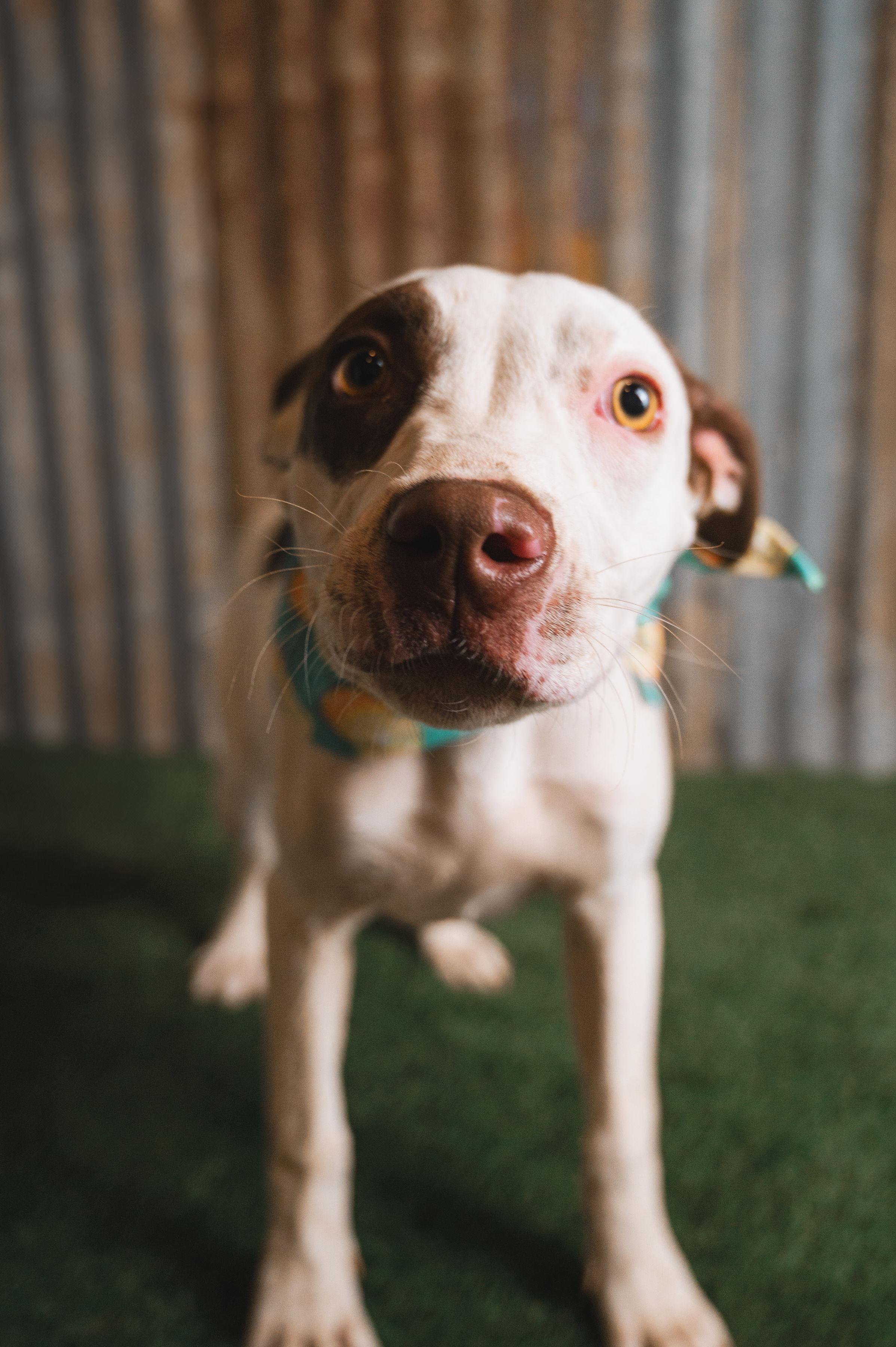 Enlarge Nellie, a Adoptable mixed breed in Lubbock, TX image 3/6