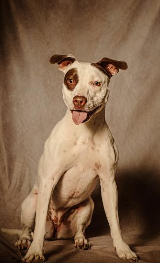 Nellie, Adoptable, Young Female Pit Bull Terrier.