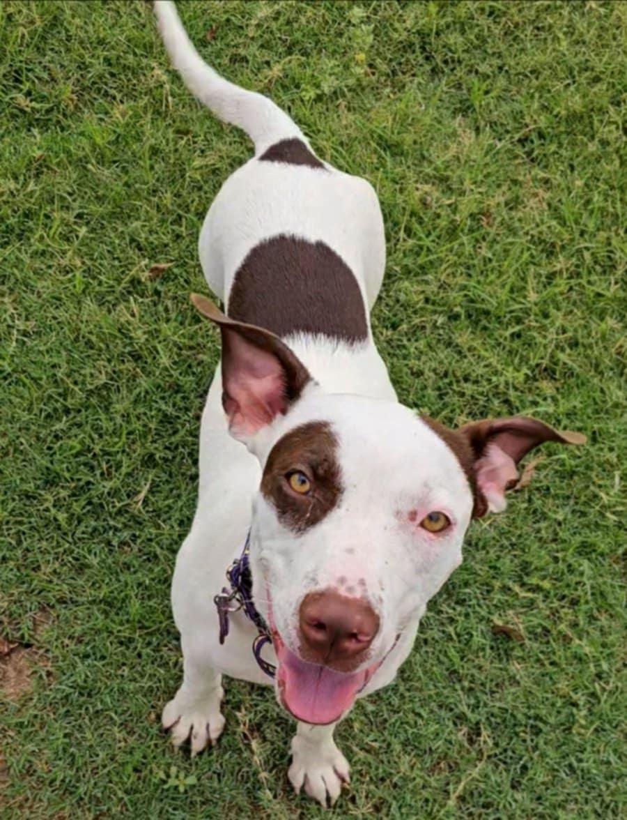 Enlarge Nellie, a Adoptable mixed breed in Lubbock, TX image 2/6