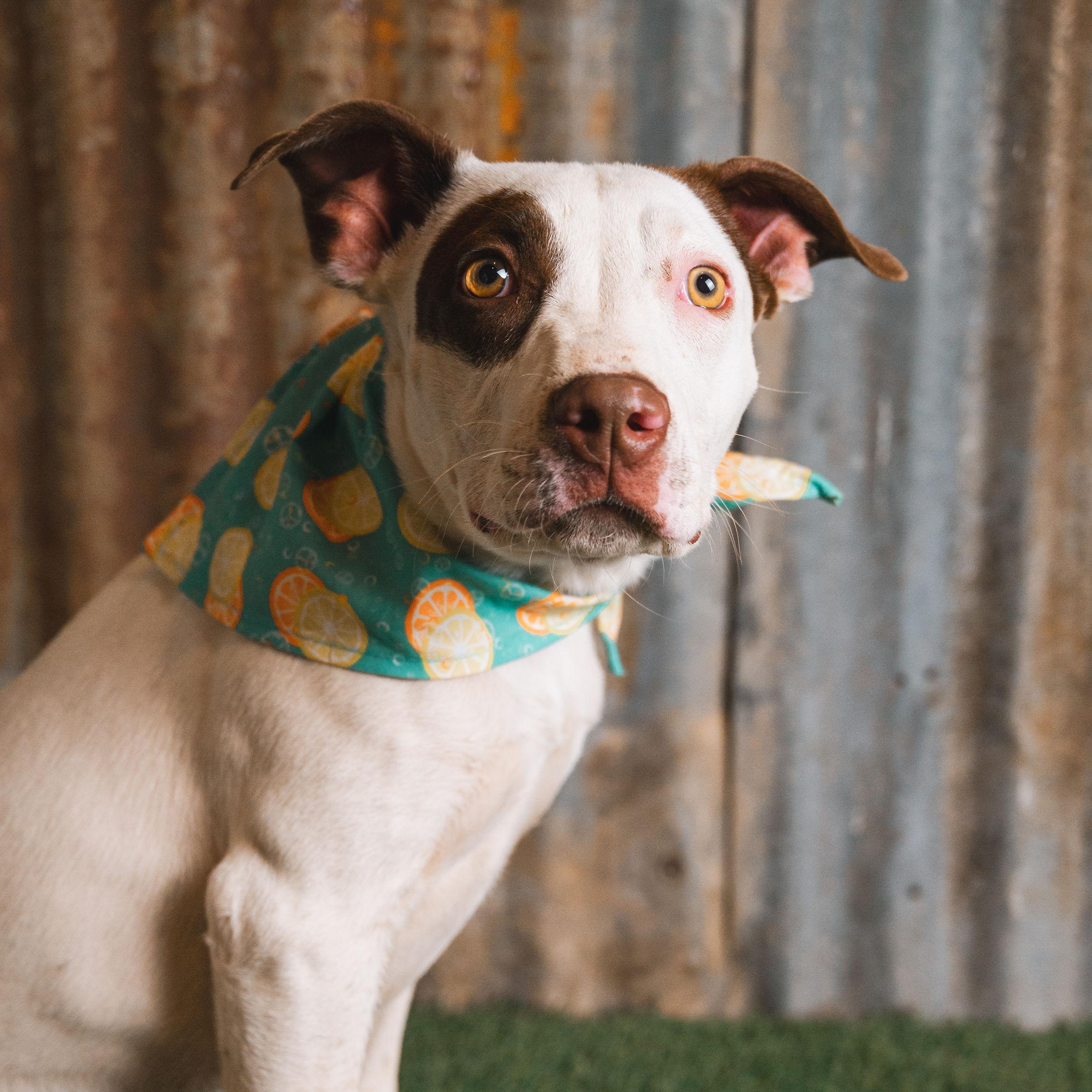 Enlarge Nellie, a Adoptable mixed breed in Lubbock, TX image 1/6