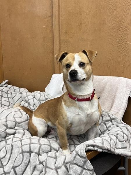 Spud, Adoptable, Adult Male Terrier & Chihuahua.