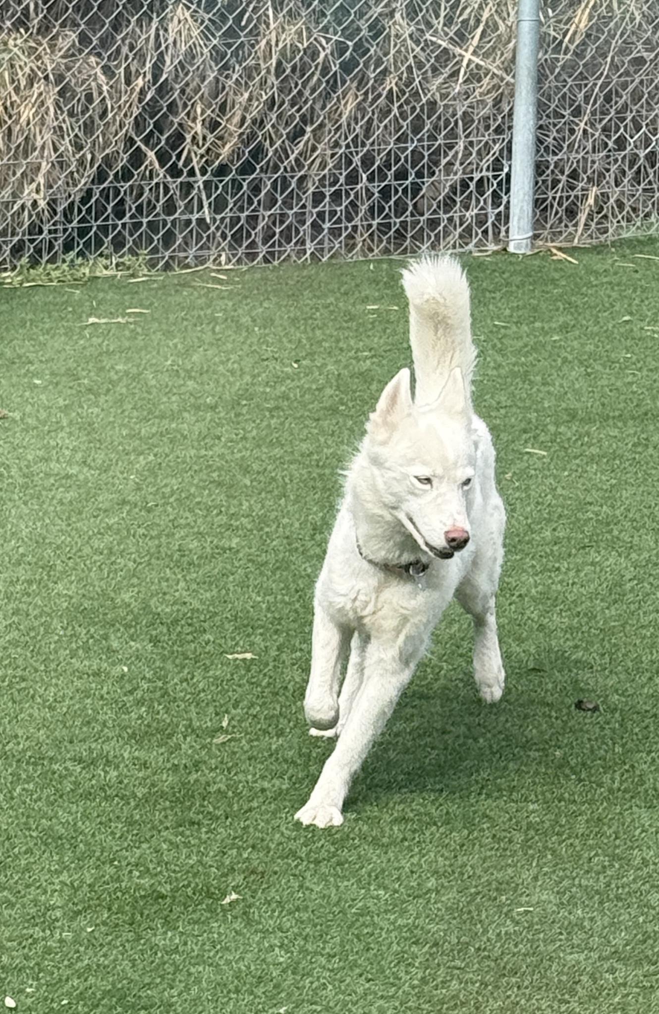 Simone — thumbnail 4