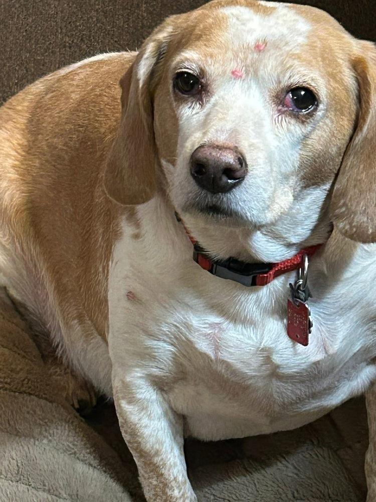 Logan, Adoptable, Adult Male Beagle.