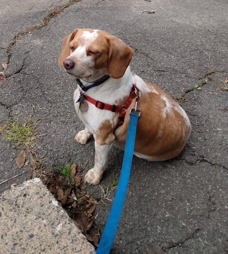 Logan, a Adoptable mixed breed in Scranton, PA image 2/2