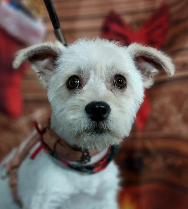 MIRANDA 8 to 12 months old 10 lbs, Adoptable, Puppy Female West Highland White Terrier / Westie & Miniature Schnauzer.