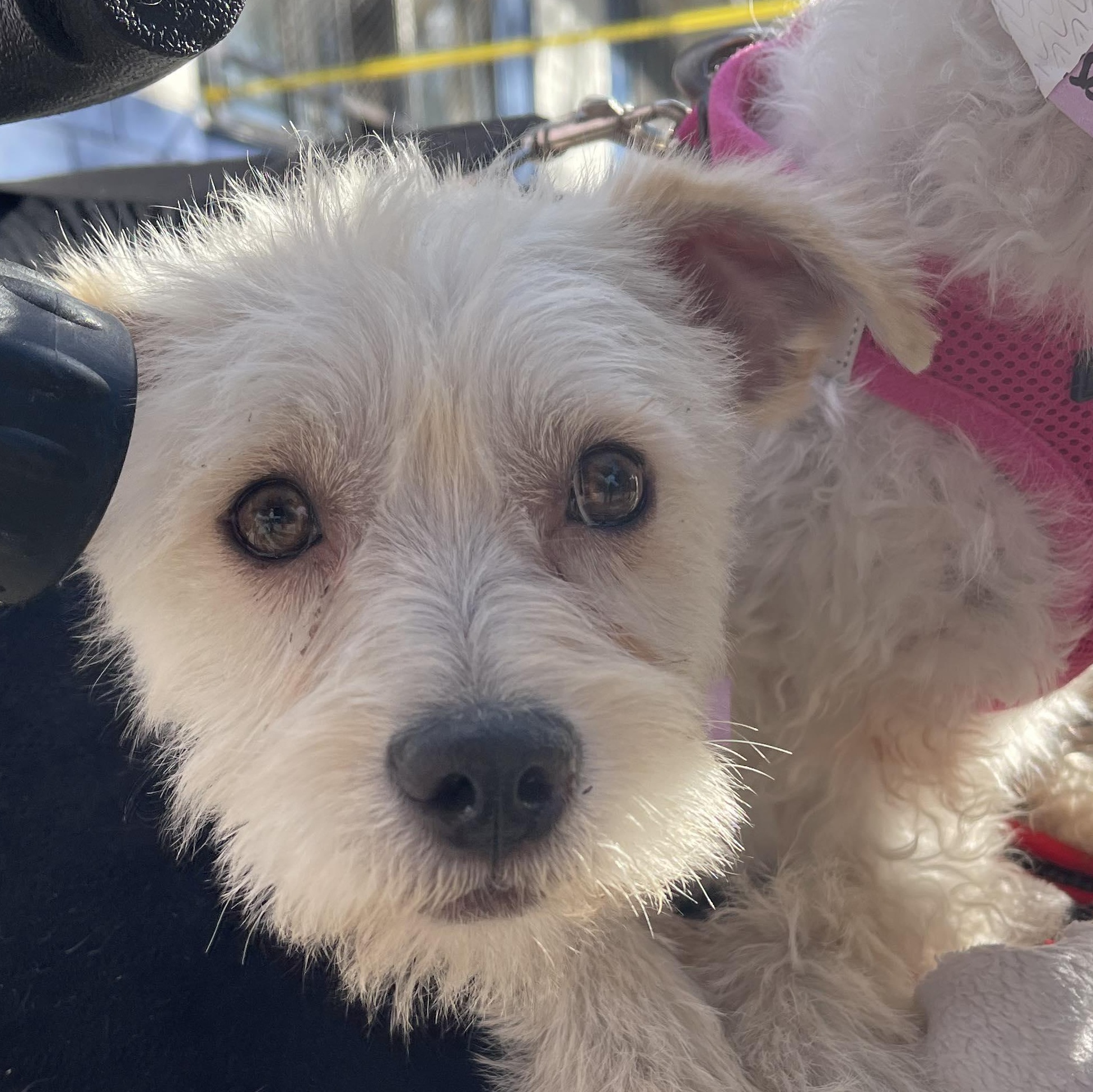 MIRANDA 8 to 12 months old 10 lbs, a Adoptable mixed breed in Aliso Viejo, CA image 2/4