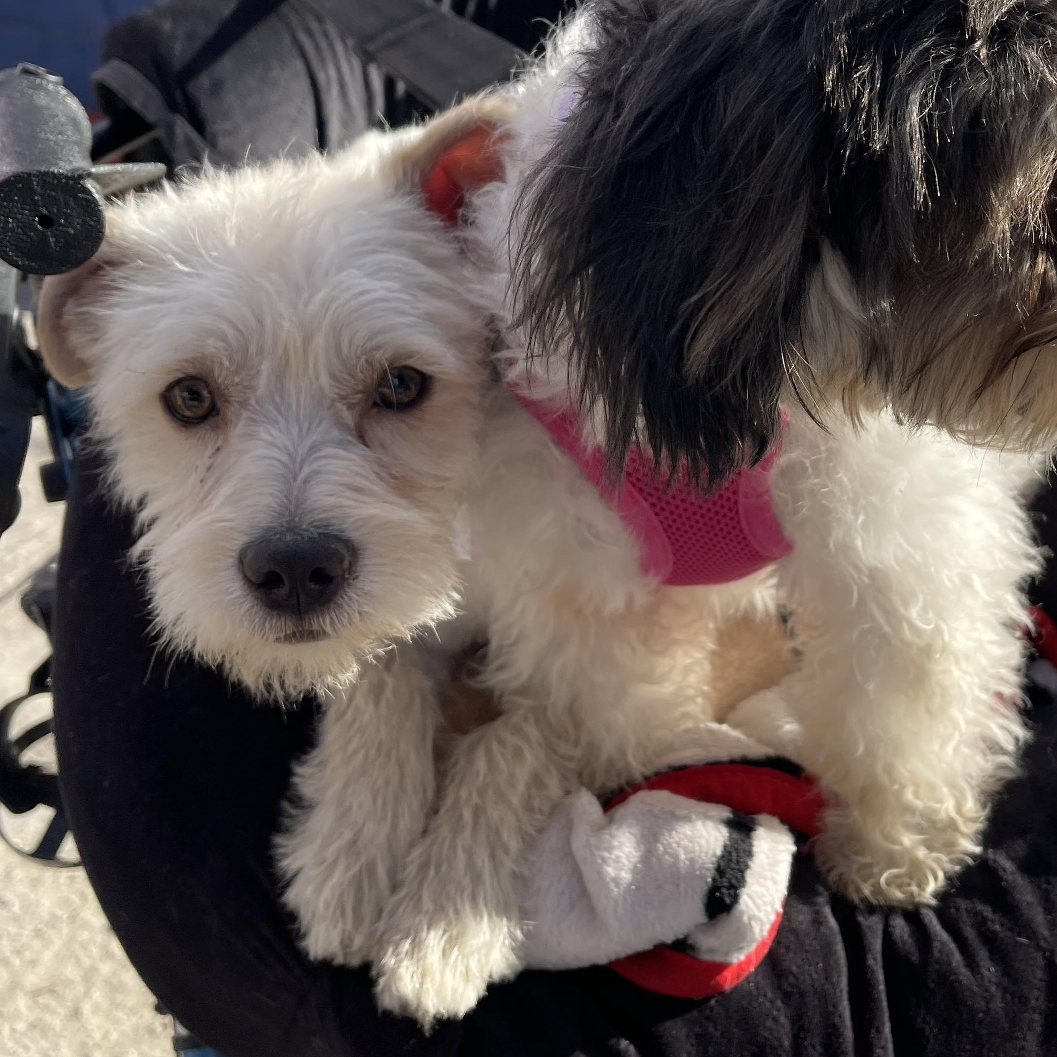 MIRANDA 8 to 12 months old 10 lbs, a Adoptable mixed breed in Aliso Viejo, CA image 4/4