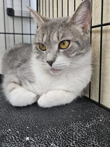 Jackie, a Adoptable Domestic Short Hair in Webster, MA image 1/2