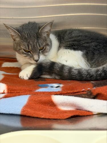 Jackie, a Adoptable Domestic Short Hair in Webster, MA image 2/2