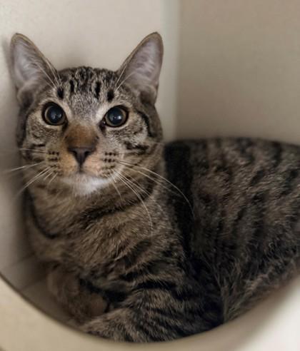 Cupid, Adoptable, Young Male Domestic Short Hair & Domestic Short Hair.