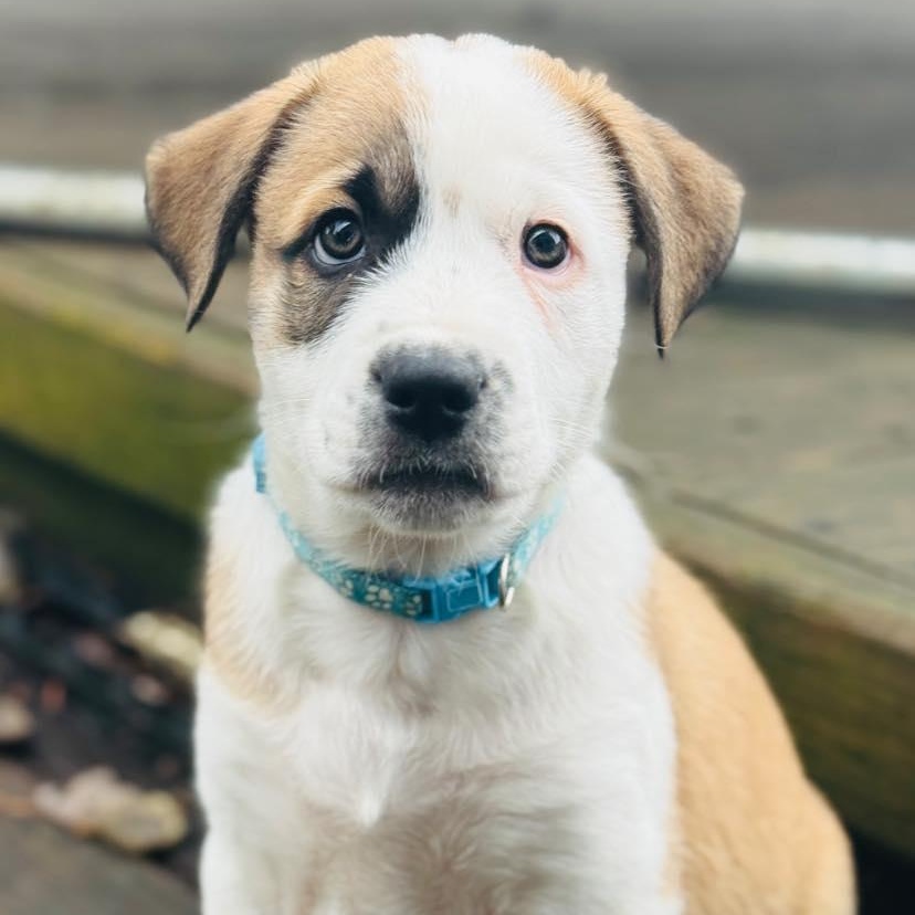Grinch, Adoptable, Puppy Male Mixed Breed.