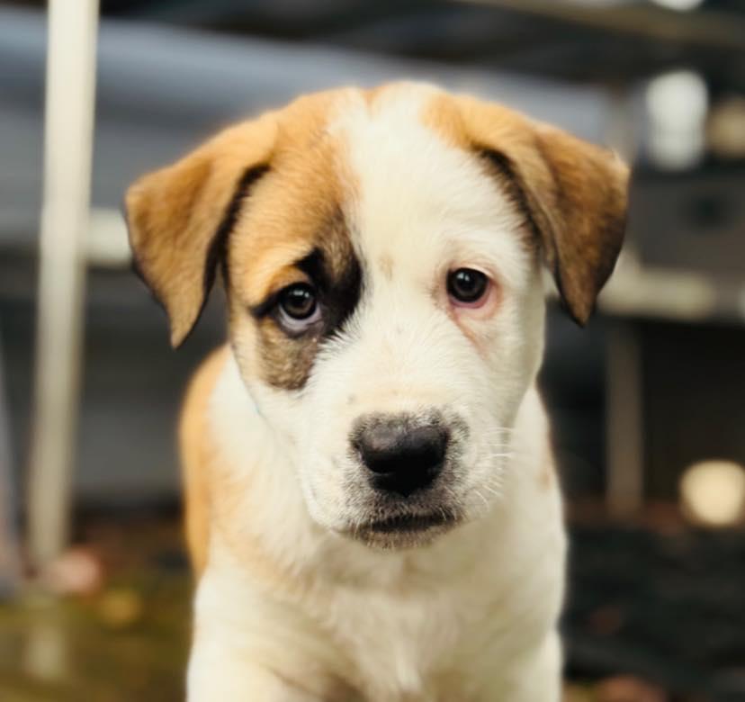 Enlarge Grinch, a Adoptable mixed breed in Salem, OR image 2/4