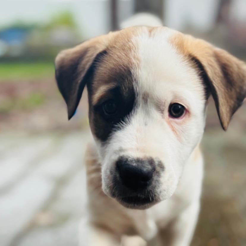 Enlarge Grinch, a Adoptable mixed breed in Salem, OR image 3/4