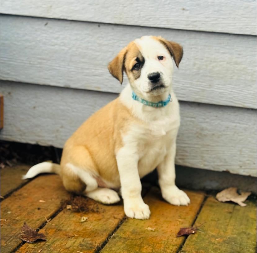 Enlarge Grinch, a Adoptable mixed breed in Salem, OR image 4/4