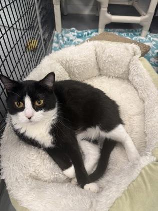 Cool Whip, a Adoptable mixed breed in Mount Pleasant, IA image 1/3