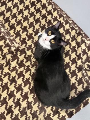 Enlarge Cool Whip, a Adoptable mixed breed in Mount Pleasant, IA image 2/3