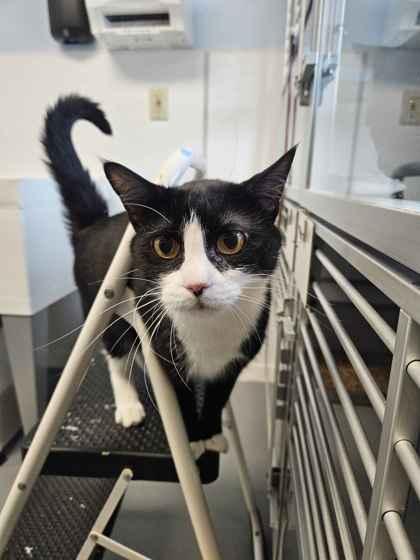 Cool Whip, Adoptable, Adult Female Domestic Short Hair & Domestic Short Hair.