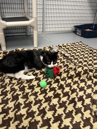 Cool Whip, a Adoptable mixed breed in Mount Pleasant, IA image 3/3