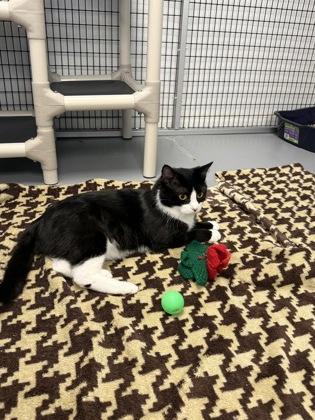 Enlarge Cool Whip, a Adoptable mixed breed in Mount Pleasant, IA image 3/3