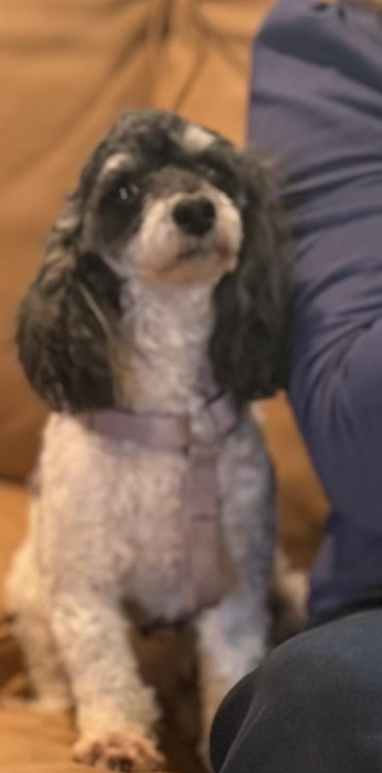 Lilly, a ADOPTABLE Poodle (Toy) in Puyallup, WA image 2/4