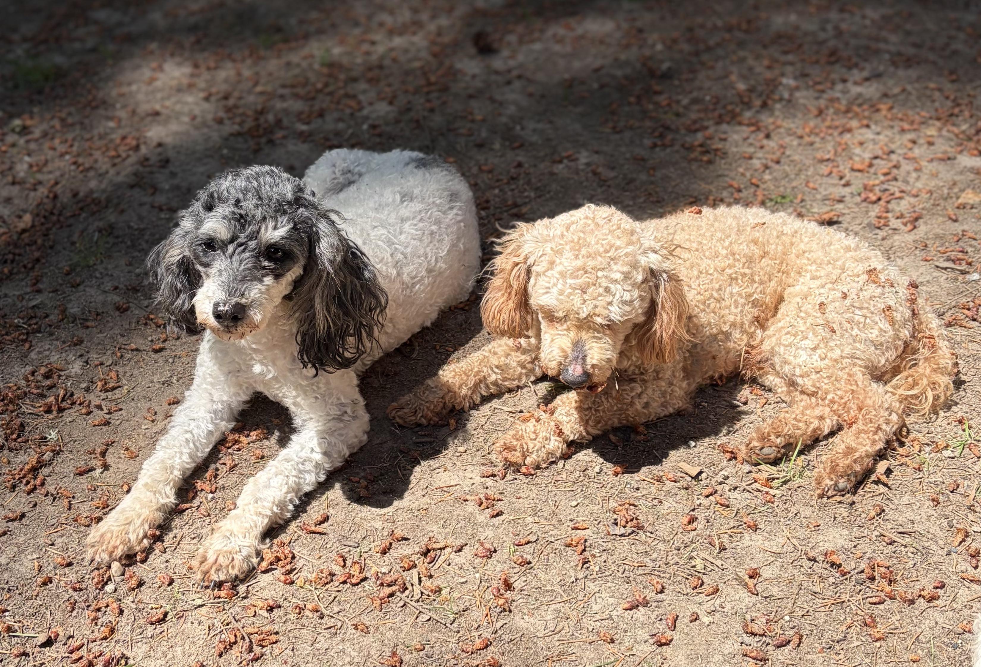 Lilly, a ADOPTABLE Poodle (Toy) in Puyallup, WA image 4/4