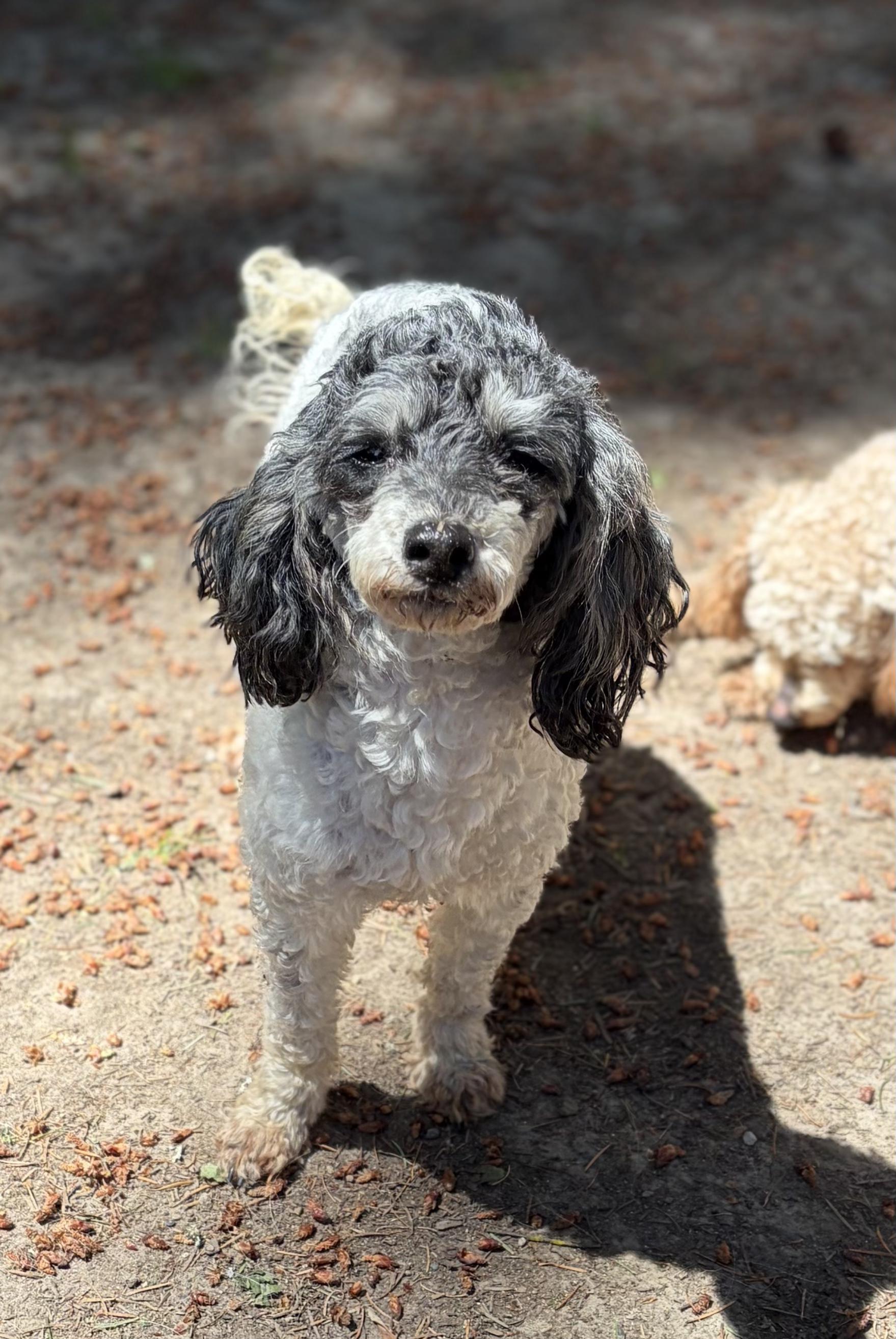 Lilly, a ADOPTABLE Poodle (Toy) in Puyallup, WA image 1/4