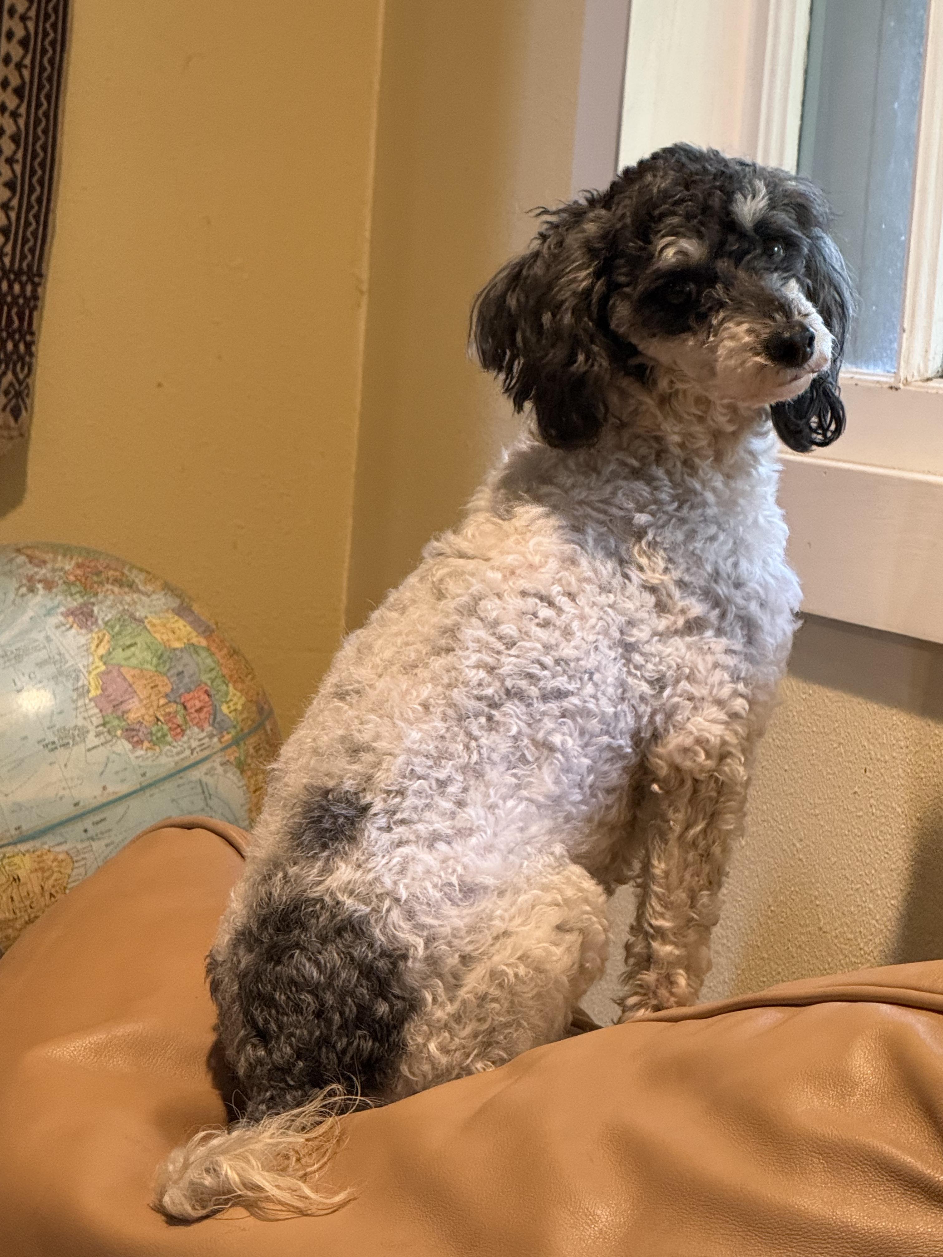 Lilly, a ADOPTABLE Poodle (Toy) in Puyallup, WA image 3/4